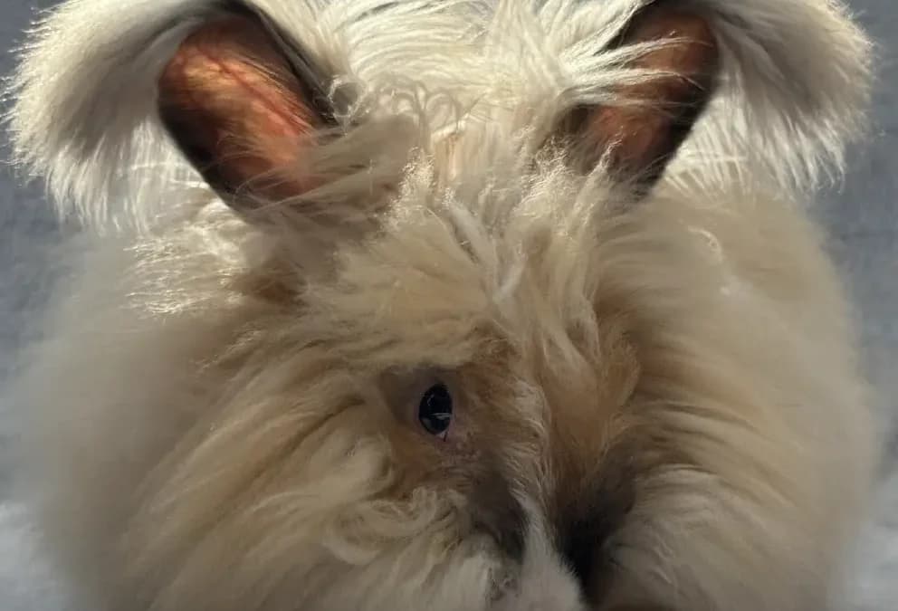 REMINGTON - English Angora available for adoption in Calgary