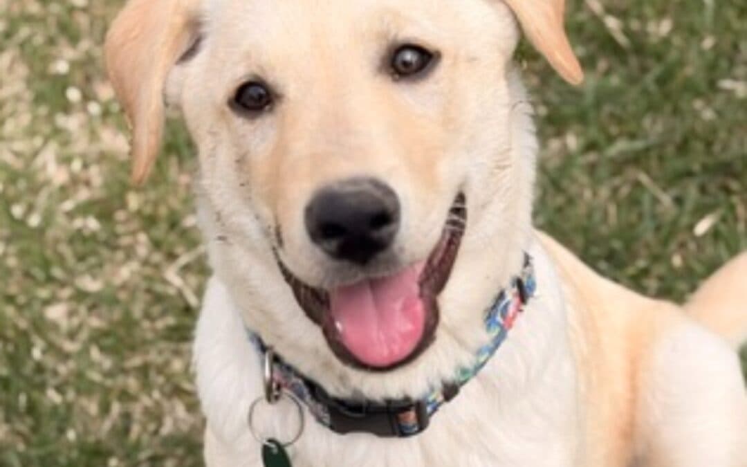 VINNY - Shepherd Mixed available for adoption at AARCS in Calgary