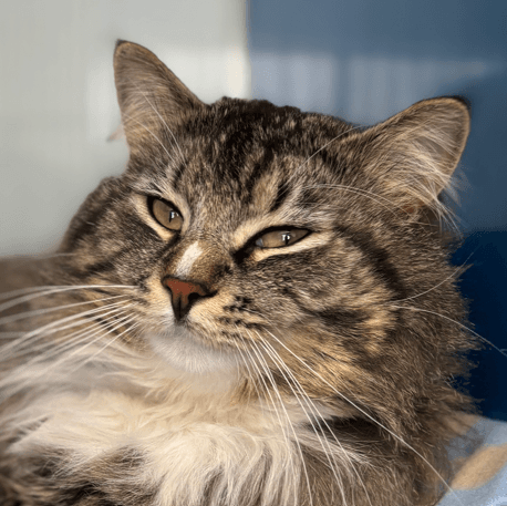 YODA - Domestic Long Hair cat available for adoption at AARCS in Calgary