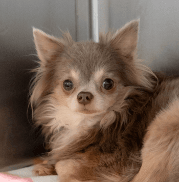 YOSHI - Chihuahua, Long Coat Mixed available for adoption at AARCS in Calgary