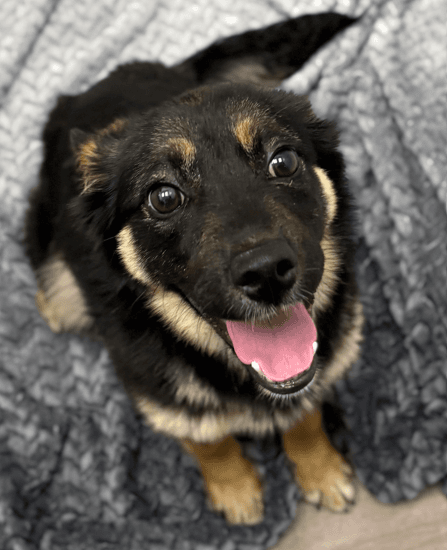 ABIGAIL - Shepherd Mixed available for adoption at AARCS in Calgary