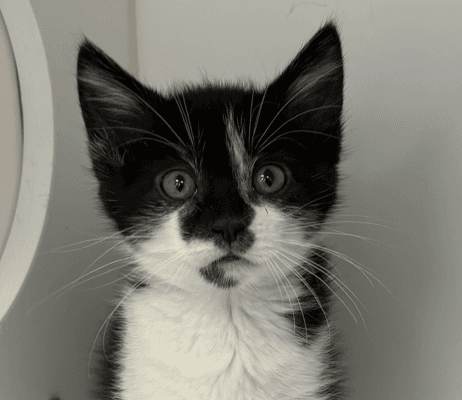 ADIDAS - Domestic Short Hair cat available for adoption at AARCS in Calgary