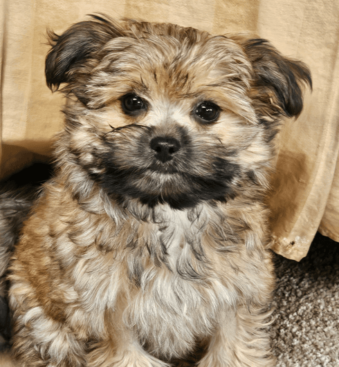 AGNES - Shih Tzu mixed available for adoption at AARCS in Calgary