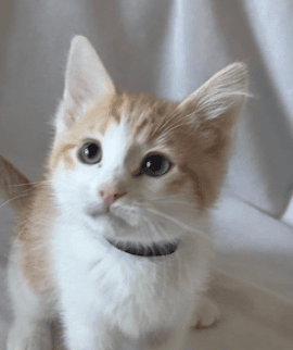 AMBROSIA - Domestic Short Hair cat available for adoption at AARCS in Calgary