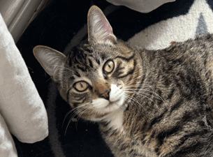 ARTIE - Domestic Short Hair cat available for adoption at AARCS in Calgary