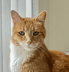 AXL - Domestic Short Hair cat available for adoption at AARCS in Calgary