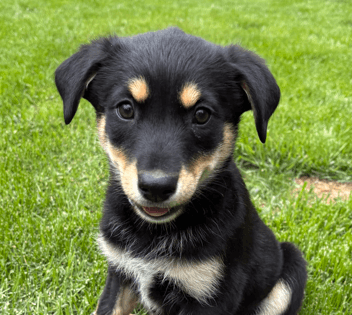 AZULA - Rottweiler Mixed available for adoption at AARCS in Calgary