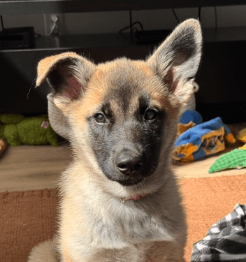 BAY - Shepherd Mixed available for adoption in Alberta