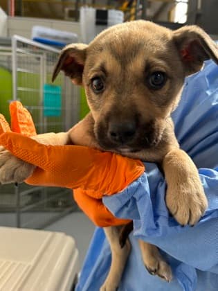 BEACH - German Shepherd mixed available for adoption at AARCS in Calgary