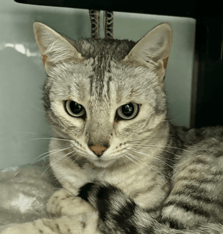BEATRIX - Domestic Short Hair cat available for adoption at AARCS in Calgary