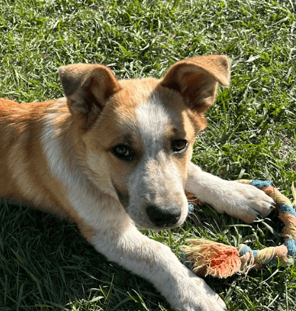 BENJI - Welsh Corgi, Cardigan Mixed available for adoption at AARCS in Calgary
