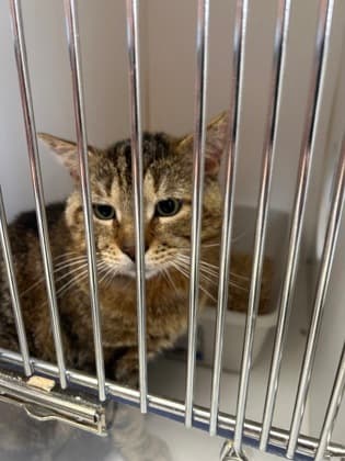 BERT - Domestic Short Hair cat available for adoption at AARCS in Calgary