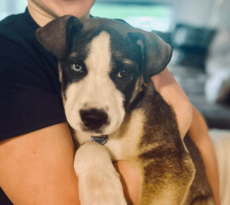 BREEZY - German Shepherd mixed available for adoption at AARCS in Calgary