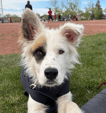 BRIGITTA - Rough Collie Mix available for adoption