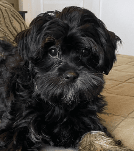 BUCK - Shih Tzu Mixed available for adoption at AARCS in Calgary