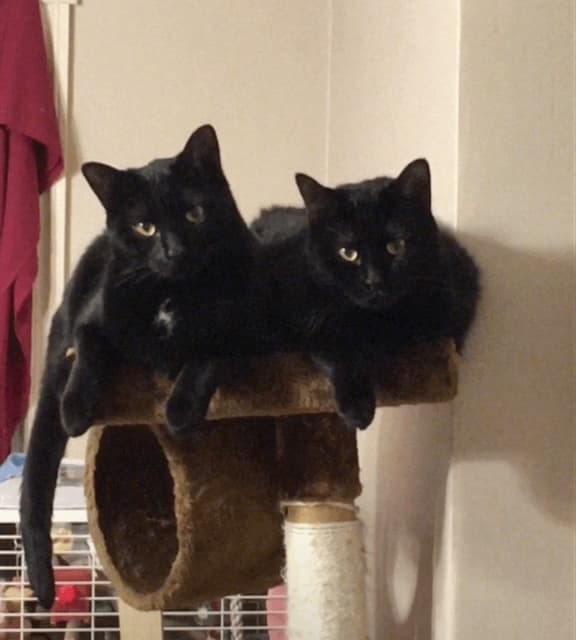 COLE - Domestic Short Hair cat available for adoption at AARCS in Calgary