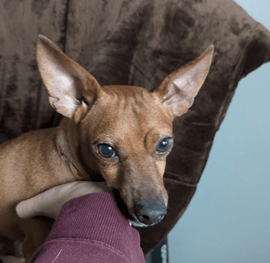 COLLINS - Miniature Pinscher Mixed available for adoption at AARCS in Calgary