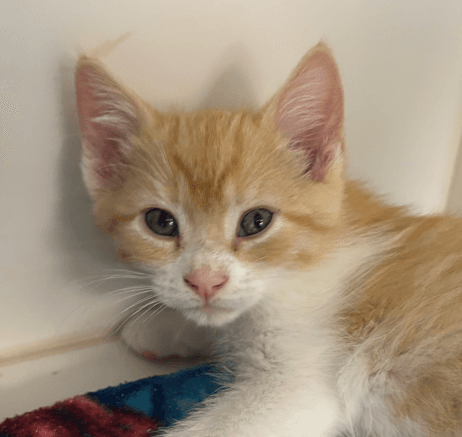 CONVERSE - Domestic Short Hair cat available for adoption at AARCS in Calgary