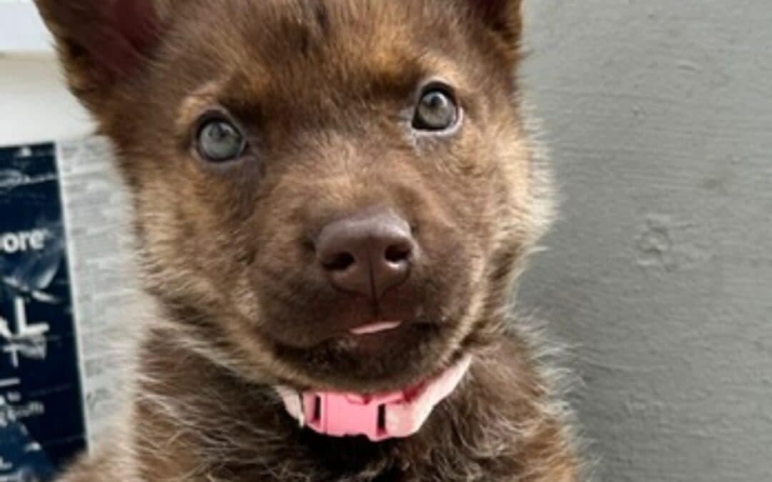 COVE - Shepherd Mixed available for adoption at AARCS in Calgary
