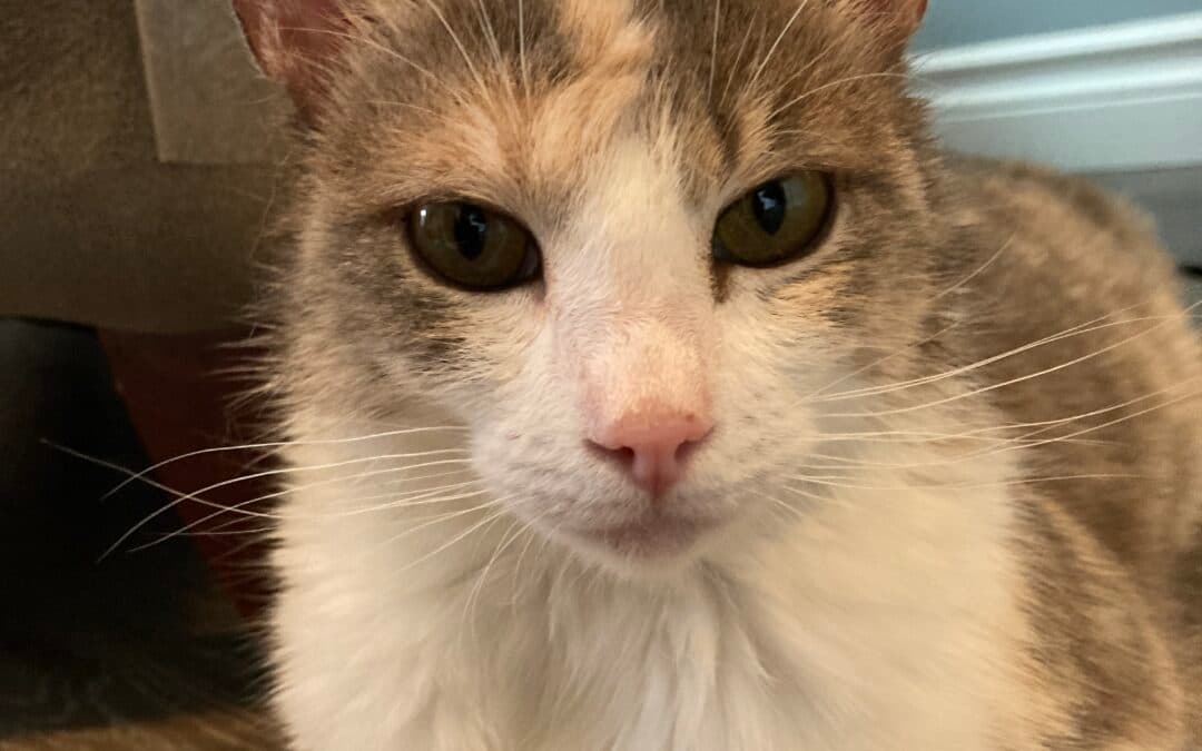 CREMA - Domestic Short Hair cat available for adoption at AARCS in Calgary