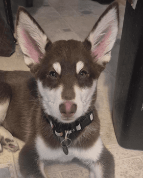 CRICKET - Siberian Husky Mixed available for adoption at AARCS in Calgary