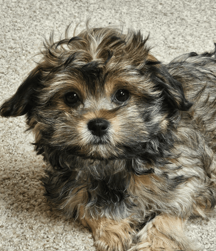 DELILAH - Shih Tzu mixed available for adoption at AARCS in Calgary