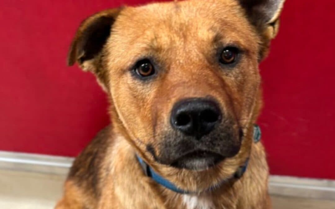 DEXTER - Terrier, American Staffordshire Mixed available for adoption