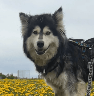FLUFFERS - Siberian Husky Mixed available for adoption at AARCS in Calgary