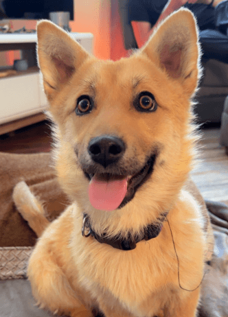 FOXY - Welsh Corgi, Cardigan Mixed available for adoption at AARCS in Calgary