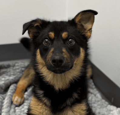 FRANCIS - Shepherd Mixed available for adoption at AARCS in Calgary