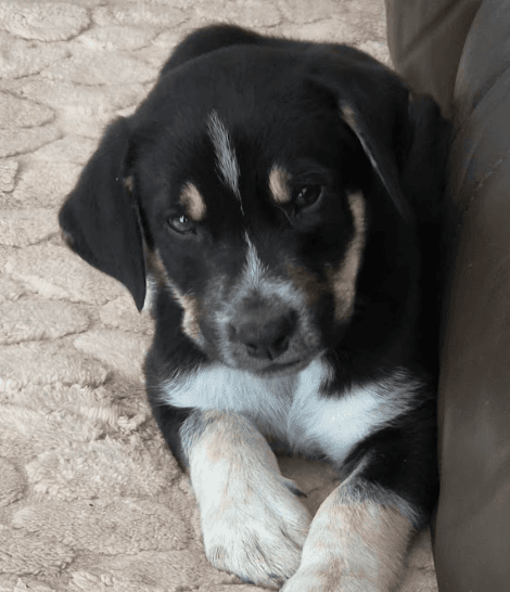 FUDGE - Retriever, Labrador Mixed available for adoption at AARCS in Calgary