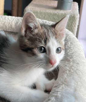 GUAC - Domestic Short Hair cat available for adoption at AARCS in Calgary