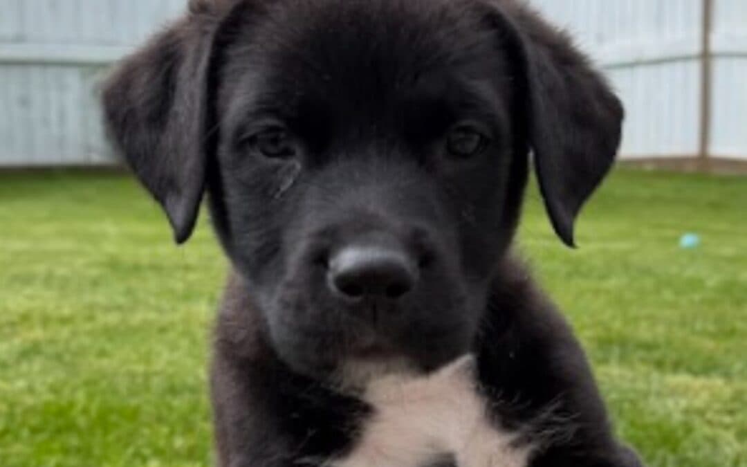 GUMDROP - Retriever, Labrador Mixed available for adoption at AARCS in Calgary