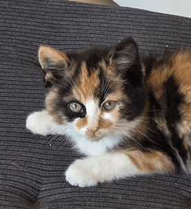 GYOZA - Domestic Short Hair cat available for adoption at AARCS in Calgary