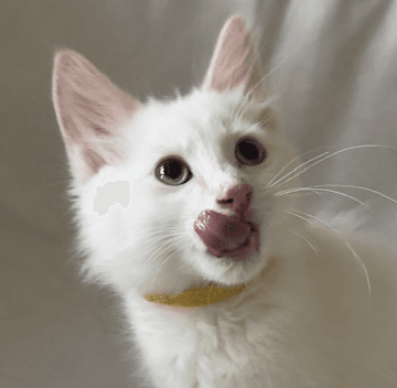 HONEYCRISP - Domestic Short Hair cat available for adoption at AARCS in Calgary