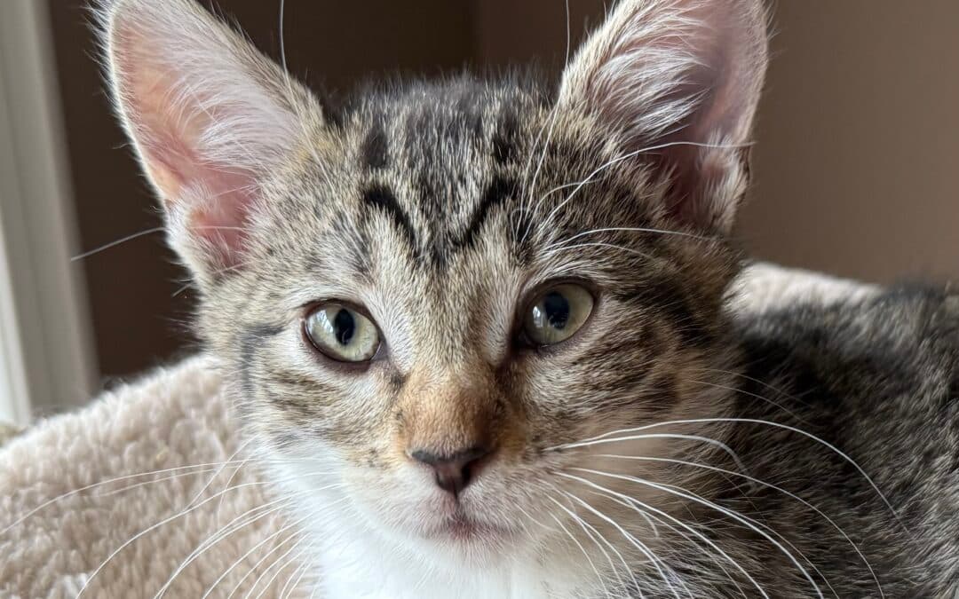 HUCKLEBERRY - Domestic Short Hair cat available for adoption at AARCS in Calgary