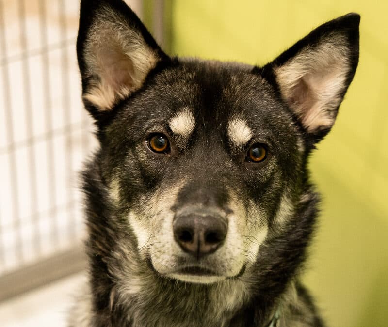 HUNTER - Siberian Husky Mixed available for adoption in Calgary
