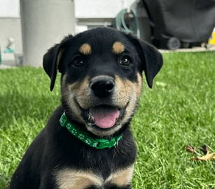 IROH - Rottweiler Mixed available for adoption at AARCS in Calgary
