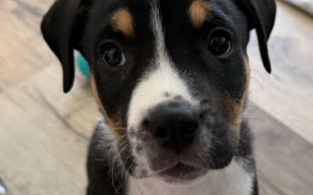 JELLYBEAN - Retriever, Labrador Mixed available for adoption at AARCS in Calgary