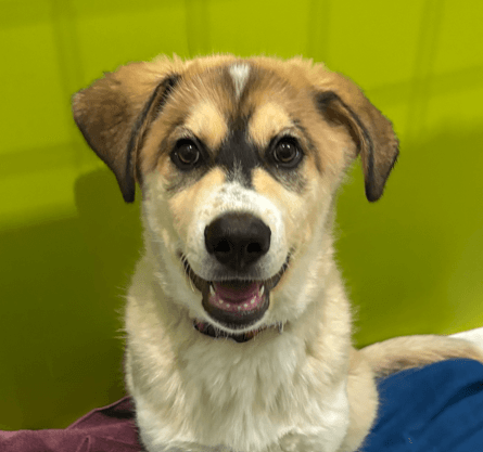 JOURNEY - Siberian Husky Mixed available for adoption in Calgary