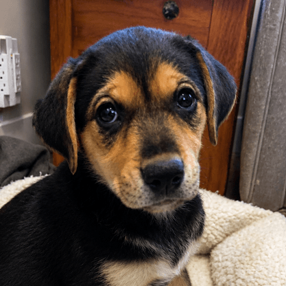 KATARA - Rottweiler Mixed available for adoption at AARCS in Calgary