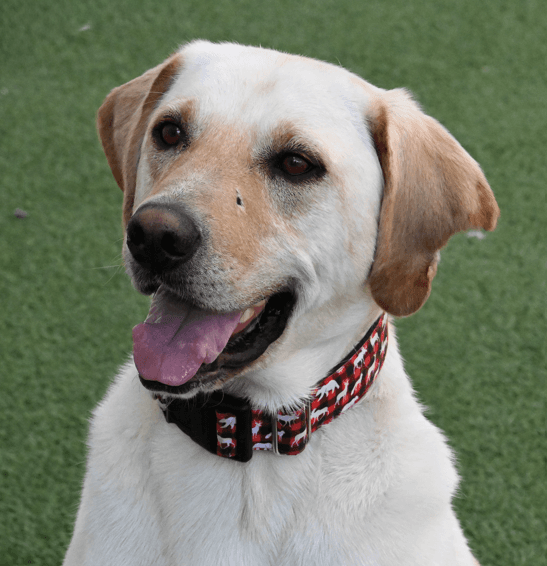 KING - Labrador Retriever Mixed available for adoption at AARCS in Calgary