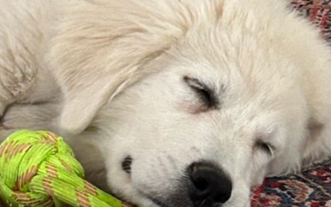 KITIMAT - Great Pyrenees Mixed available for adoption in Calgary