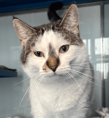LEGO - Domestic Long Hair cat available for adoption at AARCS in Calgary