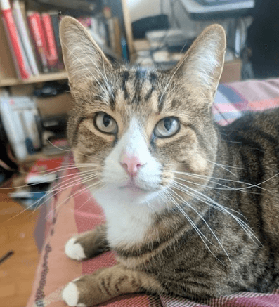 LEROY - Domestic Short Hair cat available for adoption at AARCS in Calgary