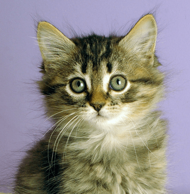 LEXIE - Domestic Medium Hair cat available for adoption at AARCS in Calgary