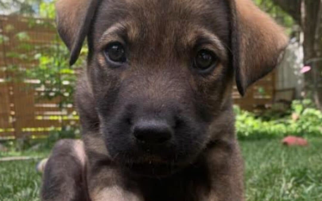 LOLLIPOP - Retriever, Labrador Mixed available for adoption at AARCS in Calgary