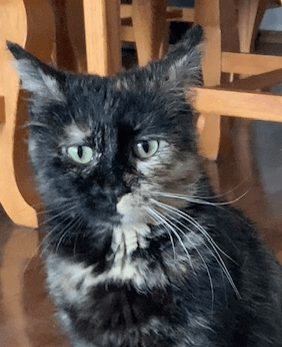 LOVI - Domestic Short Hair cat available for adoption at AARCS in Calgary