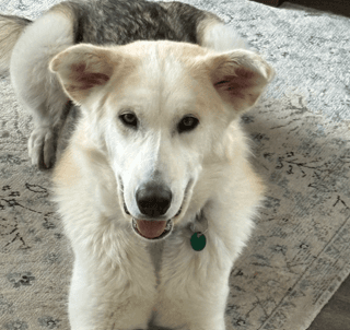 MAEVE - Siberian Husky Mixed available for adoption at AARCS in Calgary