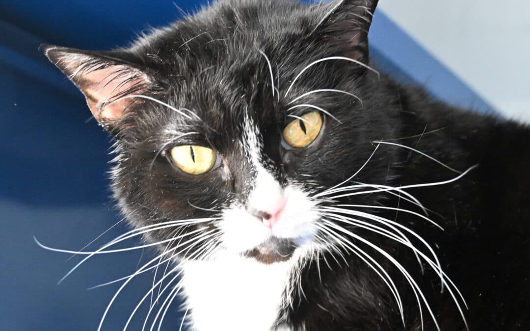MAGPIE - Domestic Short Hair cat available for adoption at AARCS in Calgary